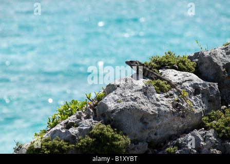 Iguana sunning on the rocks, ocean in the background.  Taken in Mexico. Stock Photo