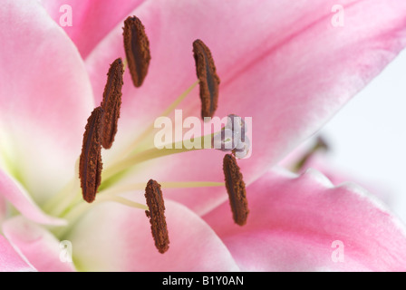 Single pink lily Stock Photo