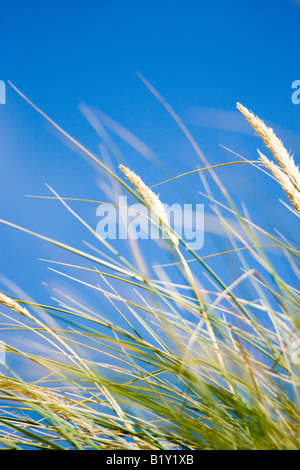 Coastal grass blowing in the wind Stock Photo