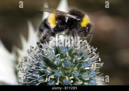 A Buff Tailed Bumble Bee pollinates a Eryngium Thistle at Denman Gardens Fontwell West Sussex UK Stock Photo