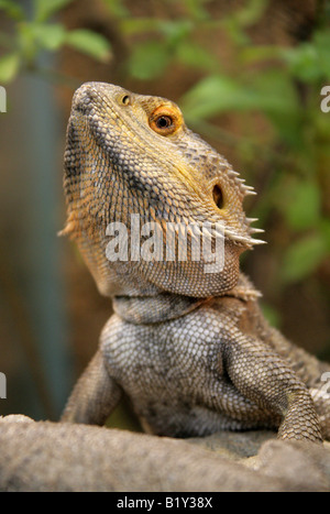 Male Bearded Dragon Pogona vitticeps Australia Stock Photo