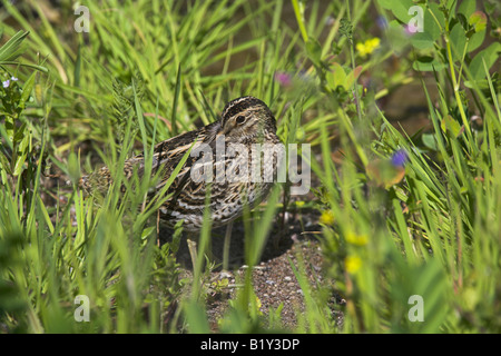 Great Snipe Gallinago media roosting in a ditch near Kalloni, Lesvos, Greece in April. Stock Photo