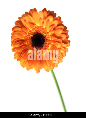 Orange Gerbera on white background Stock Photo