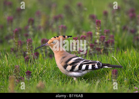 Hoopoe Upupa epops foraging on grassland in Lesvos, Greece in April. Stock Photo