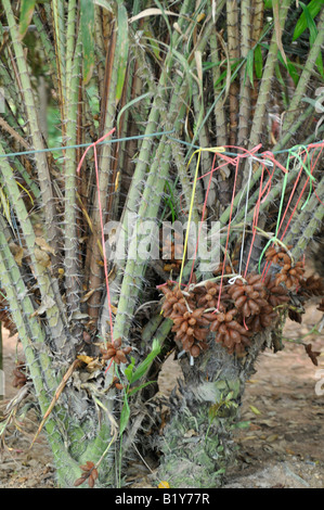 Salak fruit (Salacca zalacca) native to Indonesia known also as snake ...