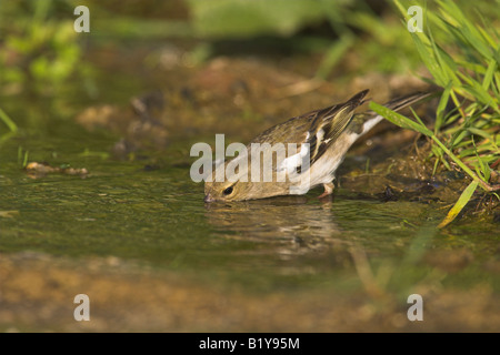 Chaffinch Fringilla coelebs female drinking from small freshwater pool near Agiassos, Lesvos, Greece in April. Stock Photo