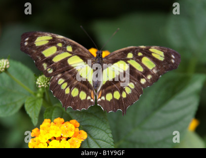 Malachite Butterfly or Bamboo Page, Siproeta stelenes. Tropical Central and South America. Stock Photo