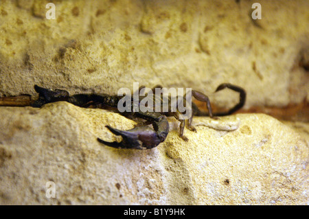 South African Rock Scorpion or The Flat Rock Scorpion, Hadogenes troglodytes. Southern Africa. Stock Photo
