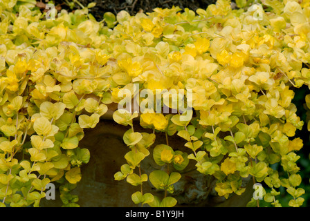 Golden creeping Jenny Lysimachia nummularia Aurea flowering acid green yellow creeping plant Stock Photo