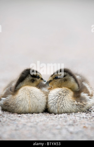 Two baby Mallard Ducklings huddled up together. UK Stock Photo