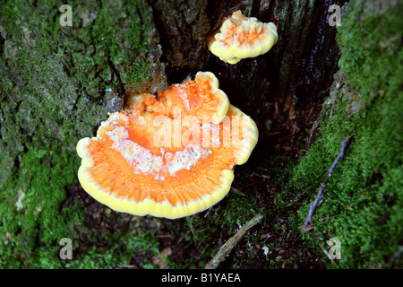 Sulphur Yellow Fungus on Oak Stump, Chicken of the Woods, Laetiporus sulphureus, Polyporaceae Stock Photo