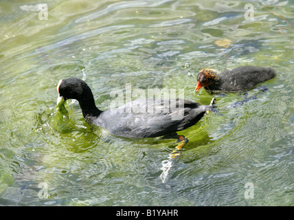 Coot with Young Chick, Fulica atra, Rallidae Stock Photo