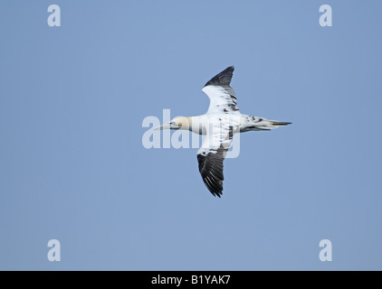 Gannet (Sula Bassana) at Troup Head the only mainland breeding colony in the UK Stock Photo