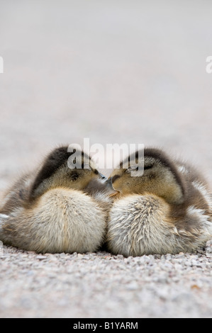 Two baby Mallard Ducklings huddled up together asleep Stock Photo