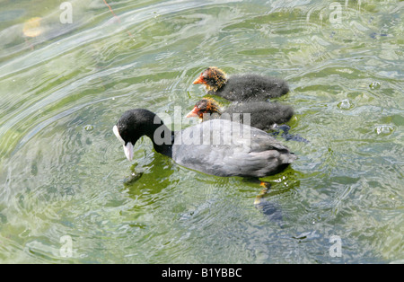 Coot with Two Young Chicks, Fulica atra, Rallidae Stock Photo