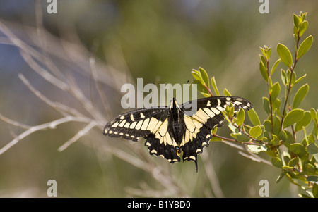 Anise Swallowtail butterfly with damaged wing and tail Stock Photo