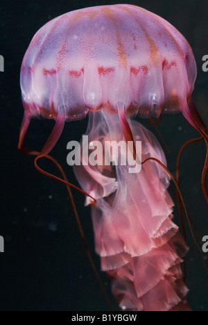 juvenile purple striped jellyfish, Chrysaora (Pelagia) colorata Stock Photo