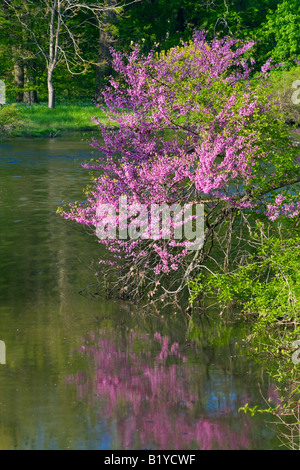 Redbud ( Cercis canadensis ) blooming along pond, Spring  USA, by Willard Clay/Dembinsky Photo Assoc Stock Photo