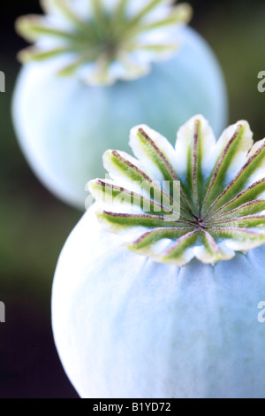 Seedheads of the Opium poppy Papaver somniferum Stock Photo