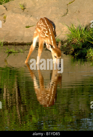 White Tailed Deer Fawn drinking from pond Odocoileus virginianus Eastern United States Stock Photo