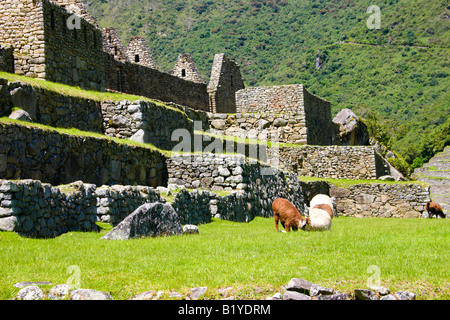 Llamas among ruins at Machu Picchu ancient Inca city at the Andes Peru Stock Photo