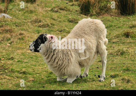 a ewe on dartmoor Stock Photo