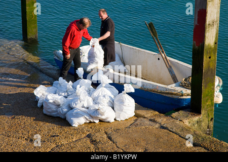 Fishermen unloading sacks of shellfish from their boat Stock Photo