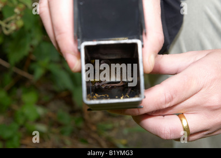 Scared house mouse in humane trap Stock Photo