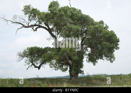 Native English Black Poplar tree Populus nigra, Butley, Suffolk, England, UK Stock Photo