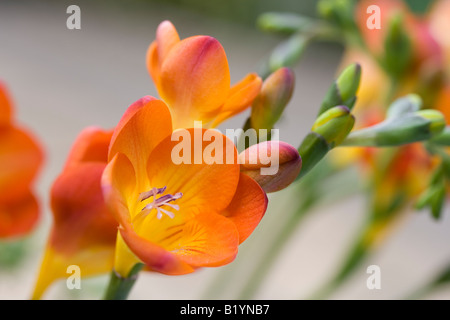 Orange and pink Freesia buds and flowers on stem Stock Photo