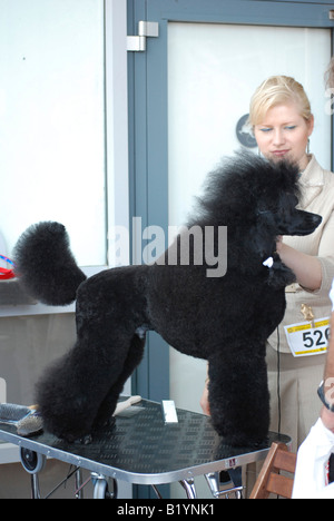 Black Miniature Poodle standing side view Stock Photo