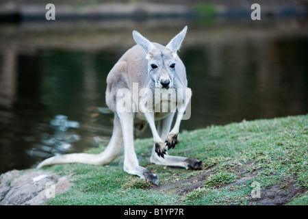 Kangaroo in Currumbin Wildlife Sanctuary Gold Coast Qsl Queensland Australia Stock Photo