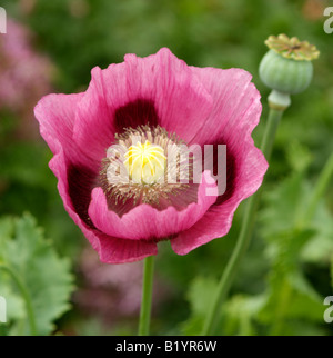 Opium Poppy in flower with seed pod English country garden Papaver somniferum Stock Photo