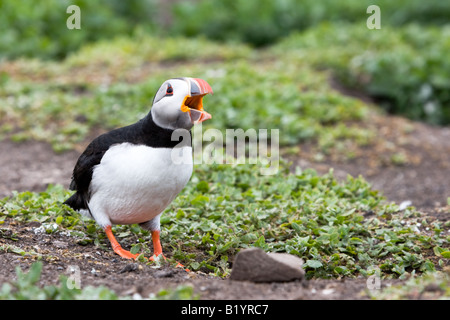 Atlantic Puffin (Fratercula arctica) calling Stock Photo