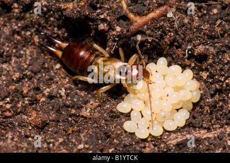EARWIG FORFICULA AURICULARIA FEMALE GUARDING EGGS IN UNDERGROUND NEST ...