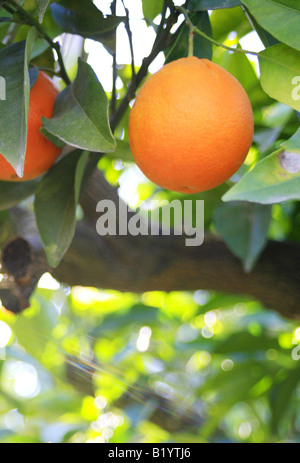 orange Citrus sinensis mature fruit Spain Majorca Stock Photo