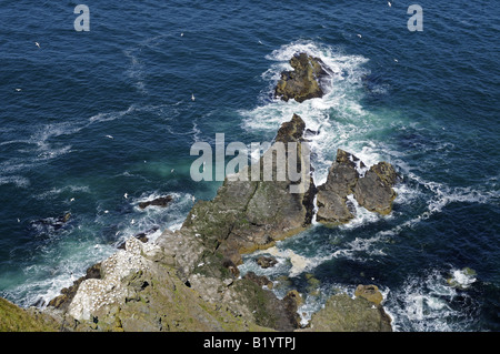 Gannets at the only mainland breeding colony in the UK at Troup Head Sea Cliffs Aberdeenshire Scotland Stock Photo