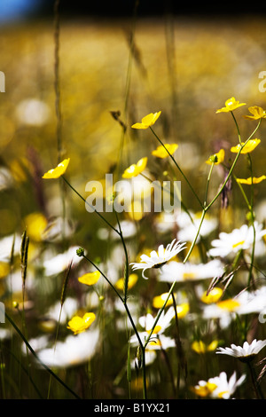 Close up of oxeye daisies and buttercups in a Somerset wildflower meadow Stock Photo
