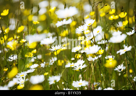 Close up of oxeye daisies and buttercups in a Somerset wildflower meadow Stock Photo