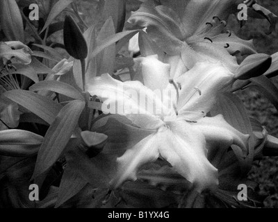Infrared Lilium Auratum Lily Stock Photo