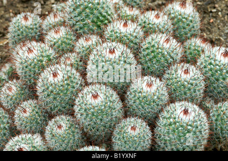 A group of Mammillaria bombycina  subspecies perezdelarosae cactus plants Stock Photo