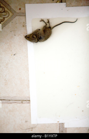 Mouse cough in glue trap Stock Photo