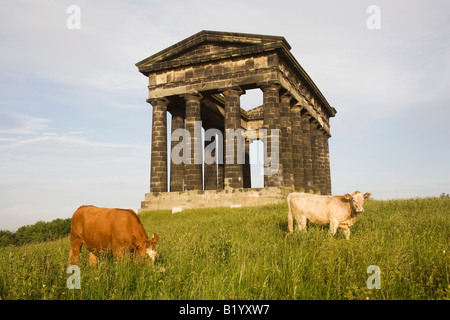 UK Wearside Sunderland cows grazing in front of Penshaw Hill Monument to John George Lambton 1st Earl of Durham Stock Photo