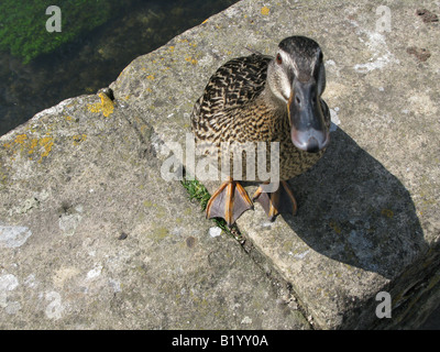 Mallard duck looking at camera standing on wall Stock Photo