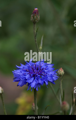 A blue cornflower, Centaurea cyanus Stock Photo
