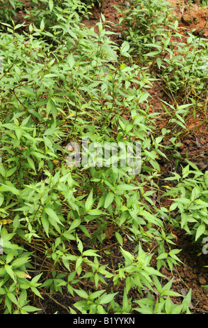 Polygonum odoratum Persicaria odorata Laksa Leaf Vietnamese coriander Stock Photo