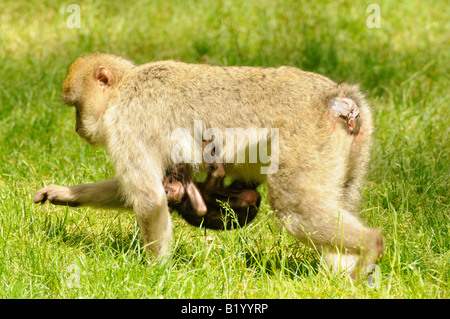 Trentham Monkey Forest Stock Photo