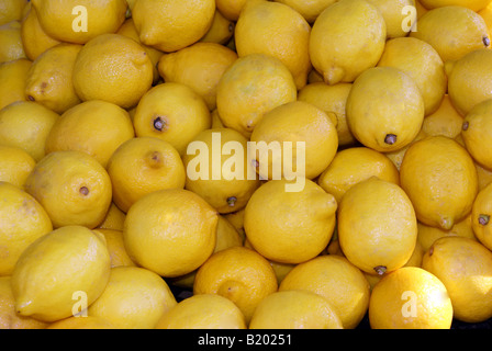 Freshly Picked Lemons Stock Photo