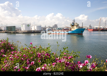 BP (British Petroleum) storage facilities. Wild sweet peas at Aberdeen city harbour and docks, Aberdeenshire, north-east Scotland UK Stock Photo