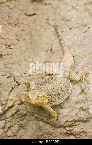 Bearded Dragon Sunning Itself on a Rock at the Indianapolis Zoo Indianapolis Indiana Stock Photo